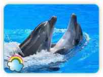 В ожидании дельфинов